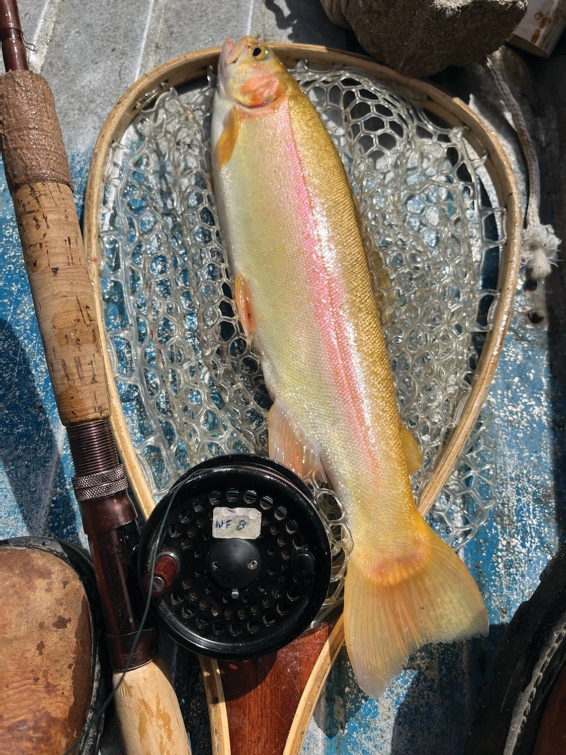 Jeff Spicer of Scituate, RI landed this golden trout with his fly rod when fishing Opening Day.